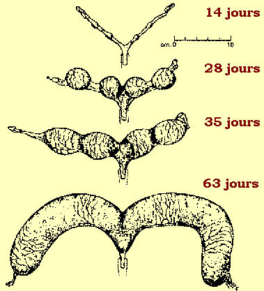 belgothai_bonasavoir_gestation_1.JPG