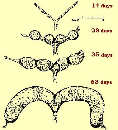 belgothai_bonasavoir_gestation_1_EN.JPG