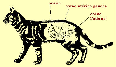 belgothai_bonasavoir_gestation_2.JPG