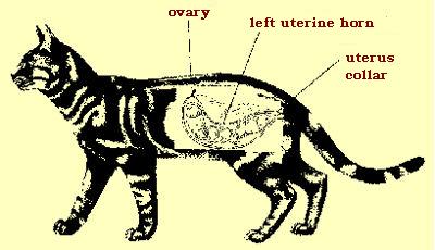 belgothai_bonasavoir_gestation_2_EN.JPG