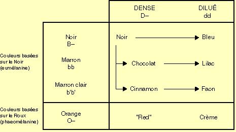 belgothai_tableau_coloration_dense_dilue.JPG