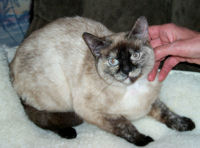 belgothai_thai_couleur_tortie.jpg