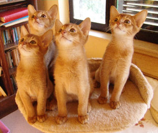 2009_chentyt_50.jpg