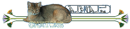 titre_chatons